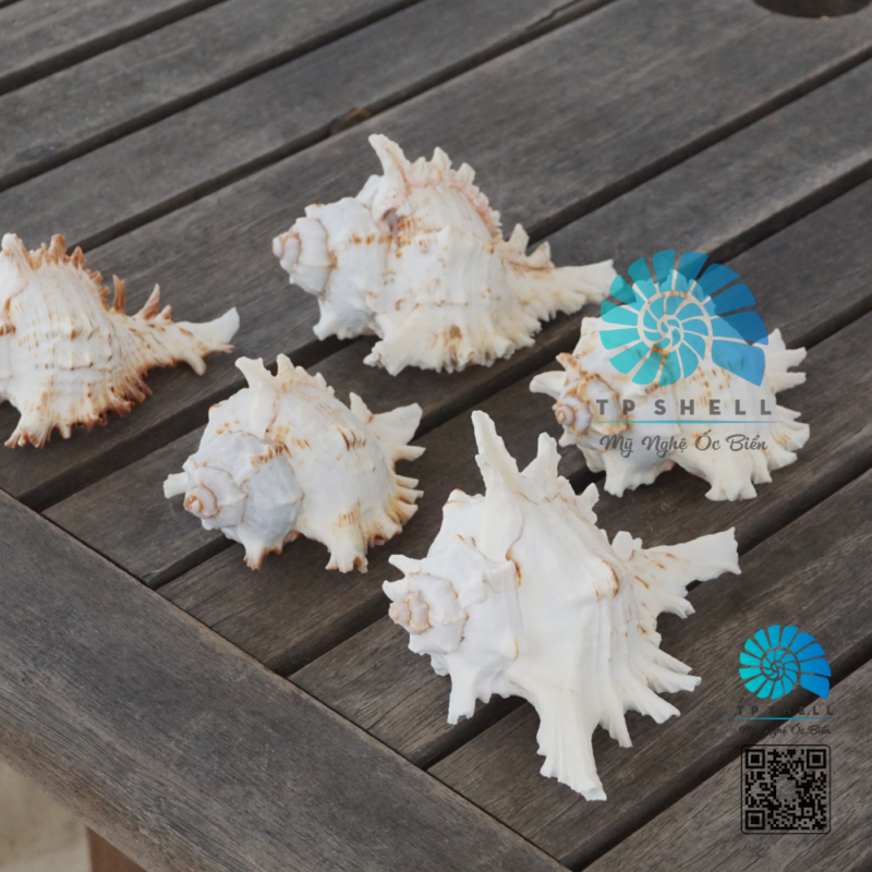 Các loại vỏ ốc biển rất đẹp và độc đáo, được sử dụng trong nghệ thuật và trang trí.